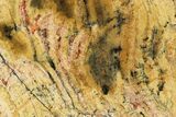 Strelley Pool Stromatolite Slab - Billion Years Old #150669-1